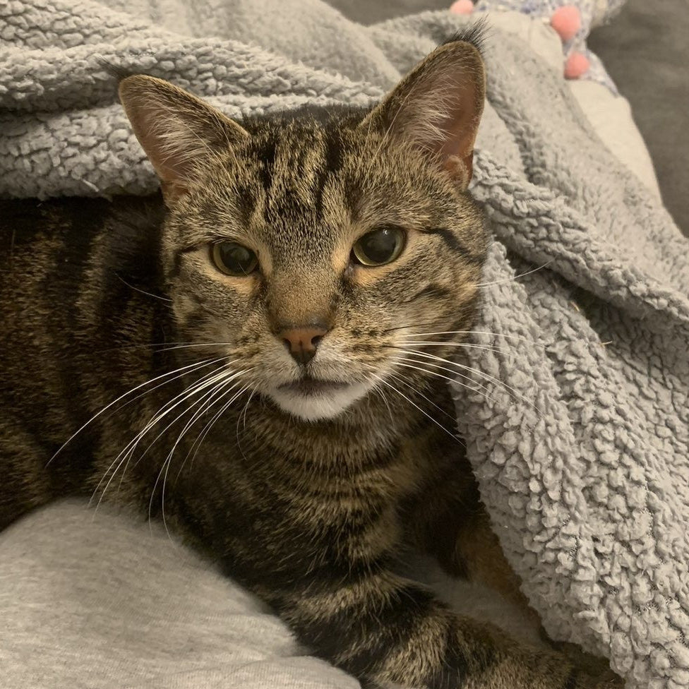 Tabby cat lying on a gray blanket