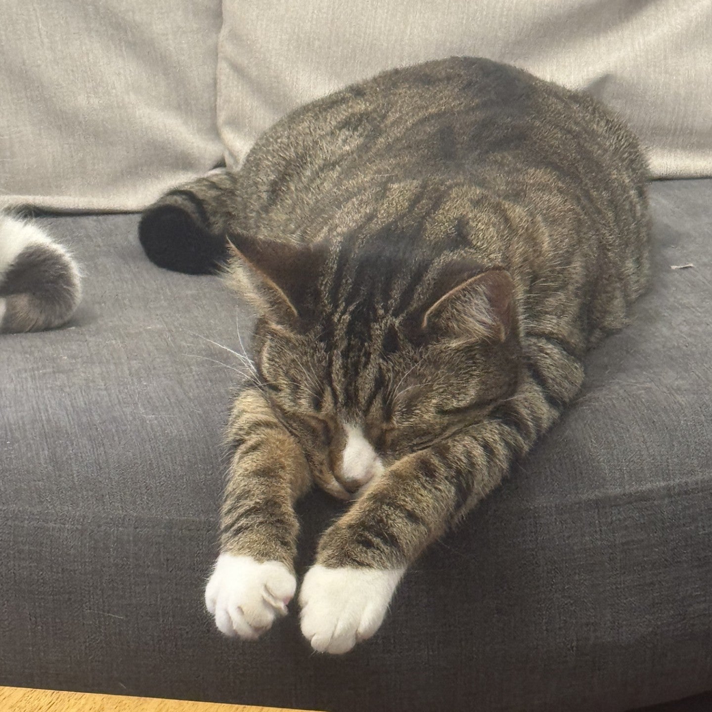 Cat sleeping on a gray couch