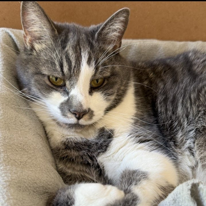 Gray and white cat lying on a beige surface