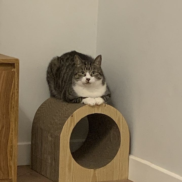 Cat sitting on a wooden cat house against a plain wall.