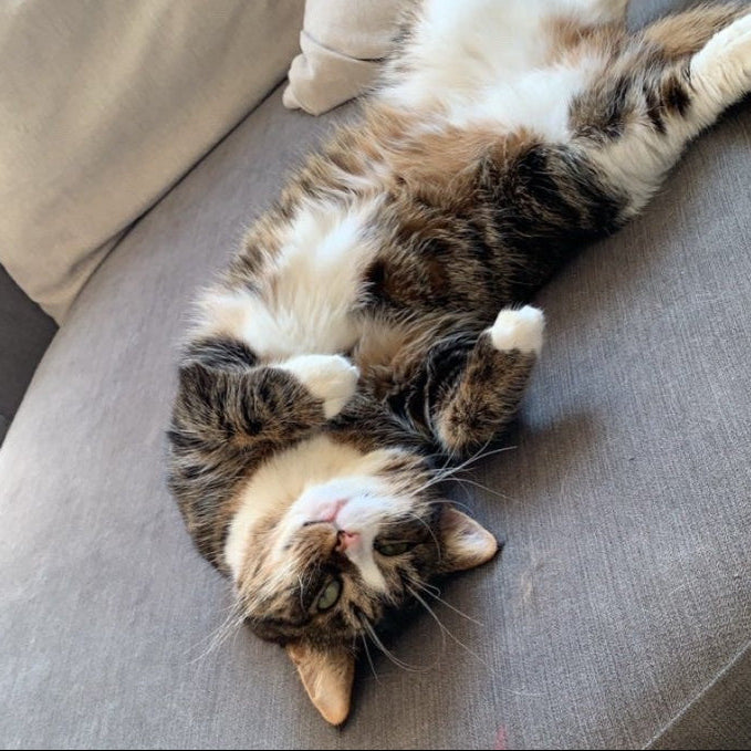 Cat lying on its back on a gray couch
