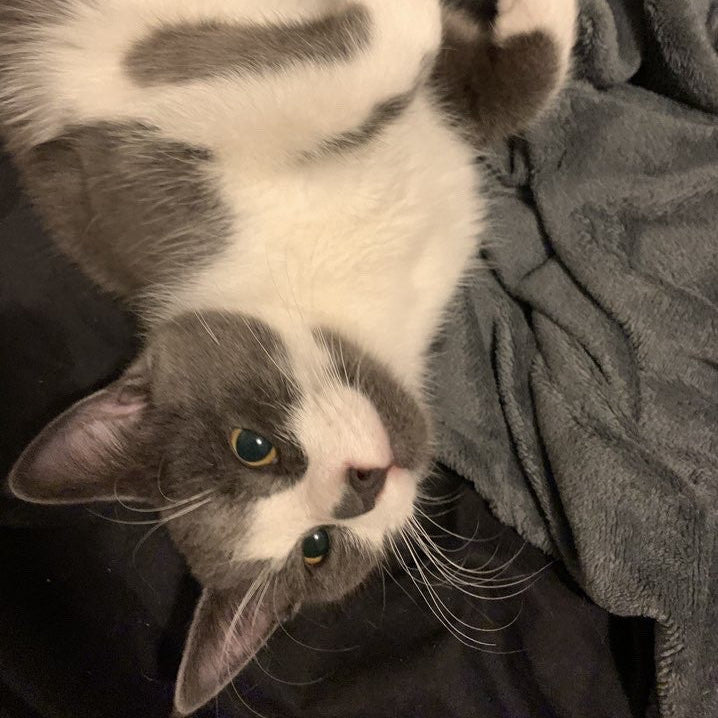 Gray and white cat peeking out from behind a gray blanket